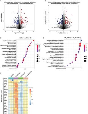LncRNA Nostrill promotes interferon-γ-stimulated gene transcription and facilitates intestinal epithelial cell-intrinsic anti-Cryptosporidium defense